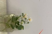 苹果手机灵魂模式如何开启？使用中遇到问题怎么办？