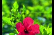 如何在手机拍照时实现背景虚化效果？