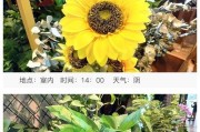 魁族手机拍照有哪些技巧？如何拍出高质量照片？