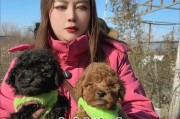 泰迪幼犬训练方法有哪些？训练中常见的问题如何解决？