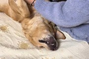 业主贝贝苹果手机应用如何下载？