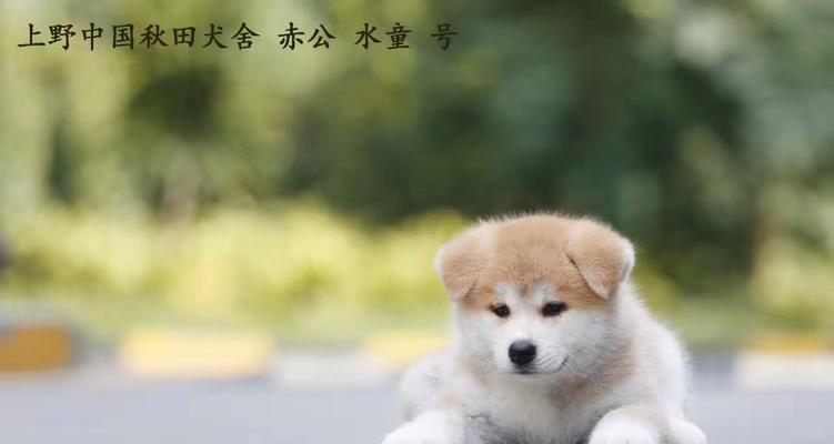 柴犬和秋田犬的区别有哪些（一文看懂两者间的不同处）
