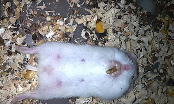 仓鼠怀孕的特征行为有哪些？如何判断仓鼠是否怀孕？