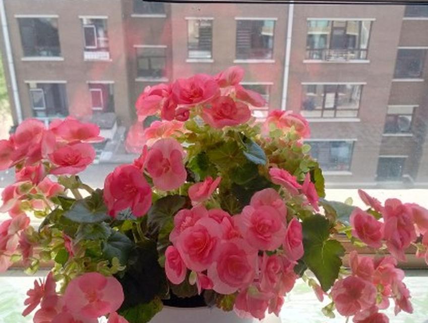 冬天开的花有哪些？它们的花语和特点是什么？