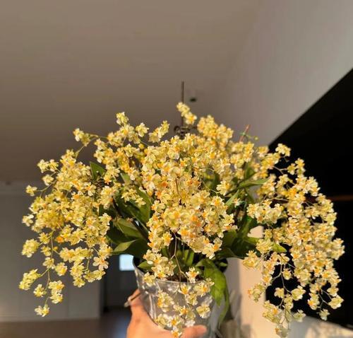 冬天开的花有哪些？它们的花语和特点是什么？