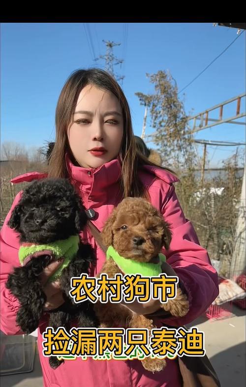 泰迪幼犬训练方法有哪些？训练中常见的问题如何解决？