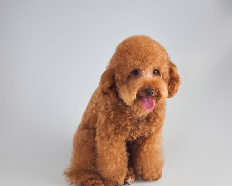 泰迪幼犬训练方法有哪些？训练中常见的问题如何解决？