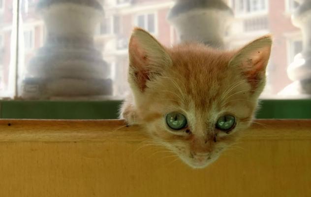 电脑小黄猫图标设置方法是什么？