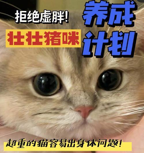 胖喵用的什么手机软件？软件功能介绍？
